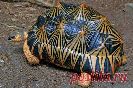 Находка из Индии. Угадаете, что это? | Планетяне | Дзен