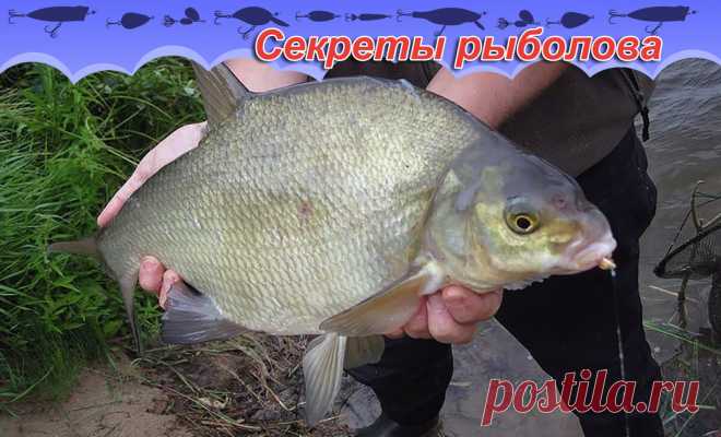 Бомбовая насадка для сумасшедшего клёва. | Блоги о даче и огороде, рецептах, красоте и правильном питании, рыбалке, ремонте и интерьере Хочу сегодня рассказать вам рецепт приготовления своей любимой насадки, которую долгое время держал в секрете. Готовится о | Бомбовая насадка для сумасшедшего клёва. #Рыбалка, #Зимняярыбалка, #Хобби