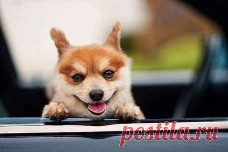 Мир принадлежит тому, кто ему рад