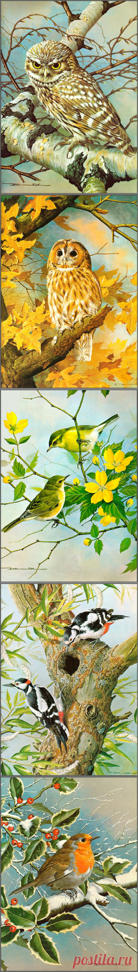 Рисованные птицы. Коллекция работ художника Basil Ede.