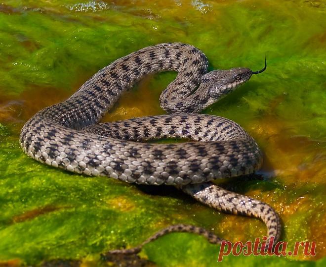 Все правда о водяных ужах (15 фото)