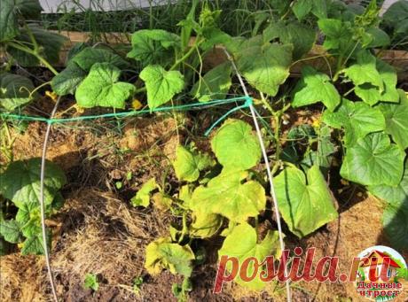 “Скорая помощь” для огурцов: профилактика и лечение болезней

Хотите продлить срок плодоношения огурцов? Тогда вы должны уметь распознавать болезни огурцов на самой ранней стадии их развития и знать, как с ними бороться.

С приходом августа, ночи становятся все более длинными и, как это ни печально, более холодными. Именно поэтому необходимо усилить бдительность и хотя бы через день очень внимательно осматривать огуречные плети. Ведь чем раньше вы обнаружите первые признак...