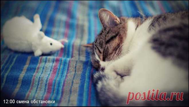 сладкий сон