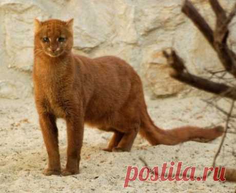Редчайшие представители кошачьих