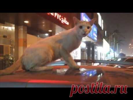 Смешные животные || Funny Animals #3 - YouTube