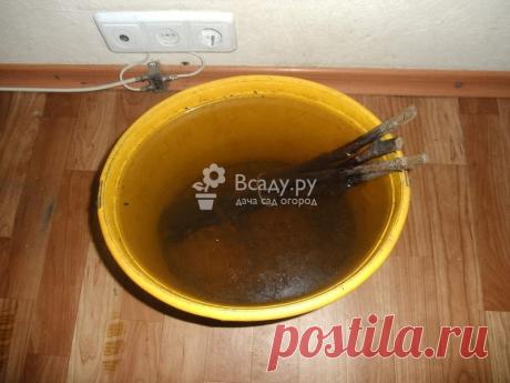 Народное средство от почкового смородинового клеща.

Чай для обработки от почкового клеща смородины средство от почкового клеща на смородине и других плодово-ягодных кустарников