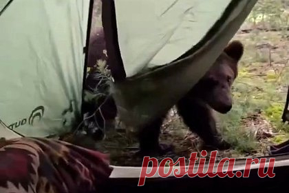 Медведи окружили палатку россиянина на Красной поляне