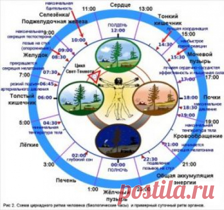 Часы работы нашего организма