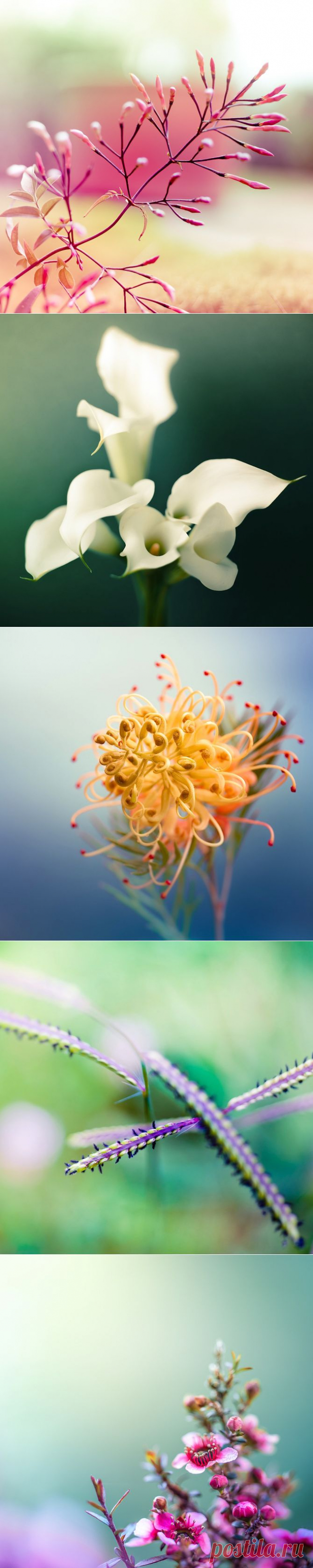 Красивые макрофотографии растений, Andrew Smith | РОЗЫ