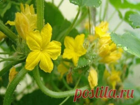 Как увеличить завязь на огурцах? Перед тем как узнать, как увеличить завязь на огурцах, нужно узнать основные причины их увядывания и засыхания завязей.Причинами пожелтения завязей у огурцов могут являться: особенности сорта огурца, ...