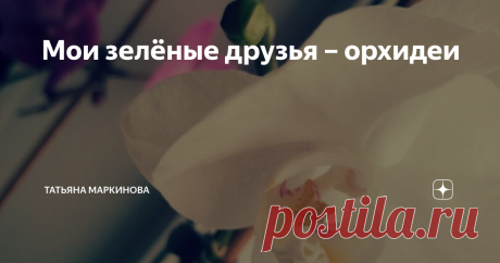 Мои зелёные друзья – орхидеи «Цветы, как люди, на добро щедры и, людям нежность отдавая, они цветут, сердца обогревая, как маленькие, тёплые костры. Киримизе Жане
И снова прикольный челлендж от Яндекс.Дзен #Зеленые друзья,  в котором я с удовольствием поучаствую. Правда, у меня нет такого разнообразия комнатных цветов, как у большинства.
В моей комнате на подоконнике стоят пять орхидей. Четыре из них цветут, одна пока только