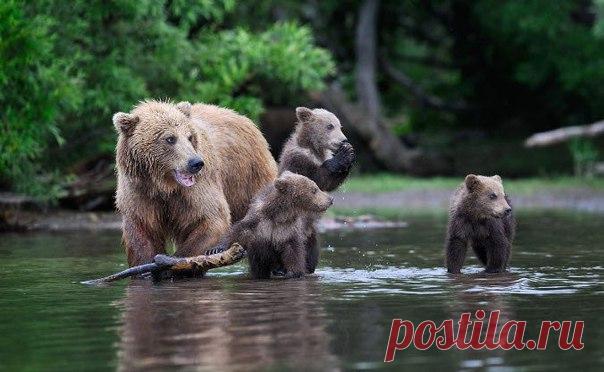 Семейство бурых