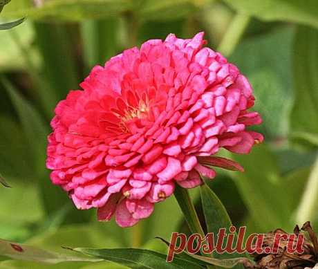 Цветы | Фотографии сергей ефременко | 9668 фото