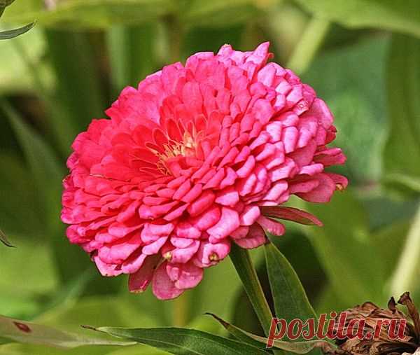 Цветы | Фотографии сергей ефременко | 9668 фото