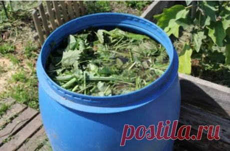 Как сделать жидкое удобрение из сорняков.

Не секрет, что под дачные участки зачастую выделяют отнюдь не плодородную почву. Да и многие растения даже на хорошей земле требуют регулярных подкормок.
На приготовление компоста уходит довольно много времени, с минеральными удобрениями можно переборщить, да и не всегда они быстро усваиваются растениями.
Но выход есть, если сделать жидкое удобрение для огорода из обычных сорняков, которые вы только что удалили из грядок.

Как сде...