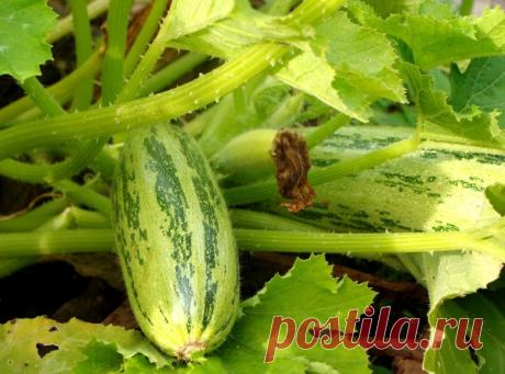 Пять простых этапов выращивания кабачков