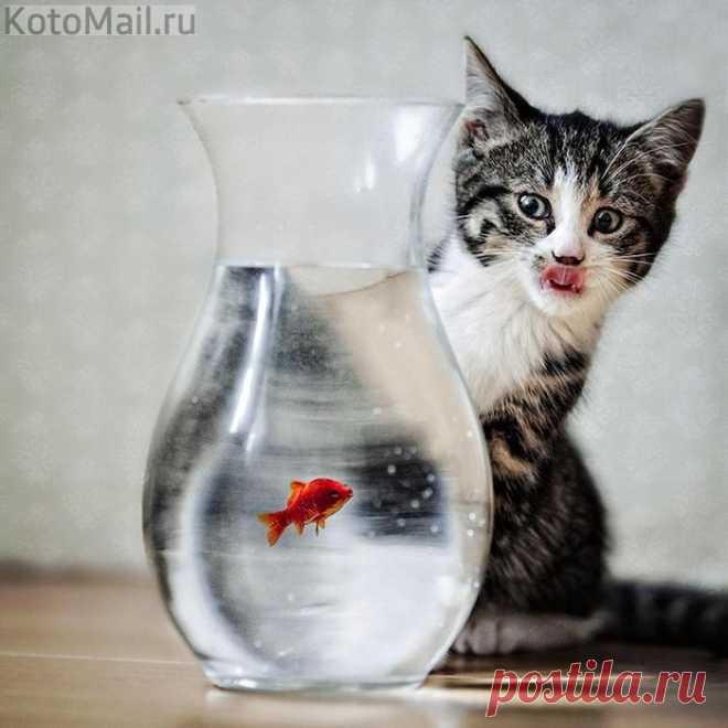 Рыбка, у меня только одно желание... | KotoMail.ru