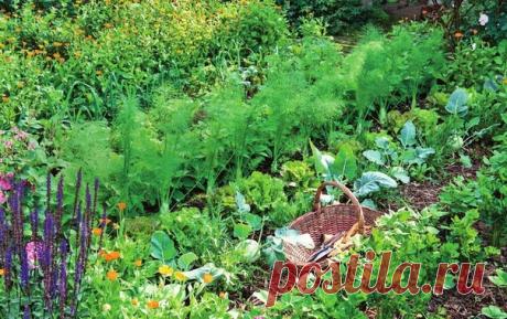 Какие культуры высевать в начале августа, а какие можно перенести на 2-ю – 3-ю декаду? 

Практичнее всего начинать с зеленных и пряно-вкусовых (укроп, кресс-салат, базилик, кориандр и другие). 
При создании оптимальных условий они быстро всходят, формируют зеленую массу, которую многократно возобновляют после срезок; затем наступает очередь лука на зелень, гороха, ранних и суперранних сортов свёклы и моркови на пучковую продукцию. 
Корнеплоды не будут гигантами и урожай сф...