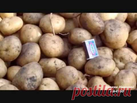 Видео испытания самодельного удобрения из грибного субстрата от вешенки на картофеле