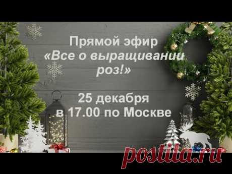 Все о выращивании роз!