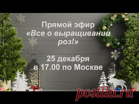 Все о выращивании роз!