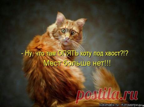Родительское собрание (котоматрица) | Обхохочешься