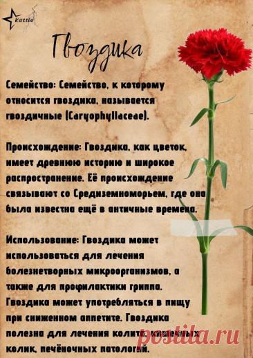 Гвоздика