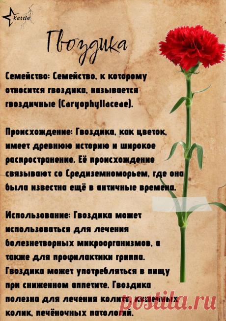 Гвоздика