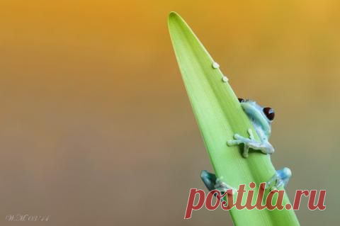 А лягушки-то симпотяги | Prikolisti.com