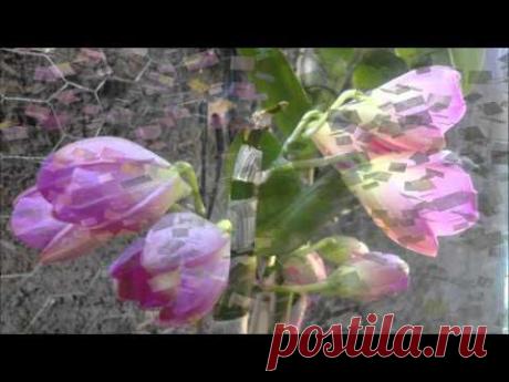 Desabrochar de uma Orqu?dea Dendrobium Nobile орхидеи дендробиум нобиле » Твое здоровье и уход.