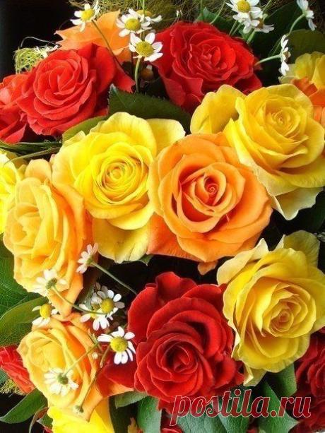 ♥ ЖИВОТНЫЕ ♥ ПРИРОДА ♥