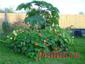 Клещевина - посадка и уход за растением (фото и видео рекомендации)