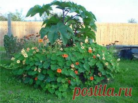 Клещевина - посадка и уход за растением (фото и видео рекомендации)