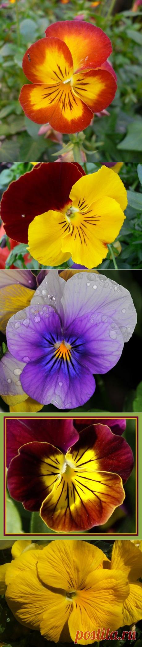 Анютины глазки, Виола, Фиалки (VIOLA) - (фото цветов).