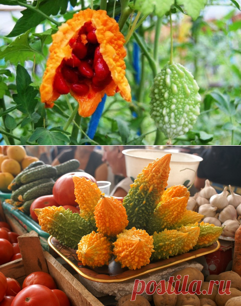 Выращивание момордики