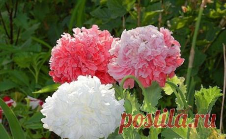 Одноклассники