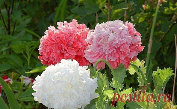 Одноклассники