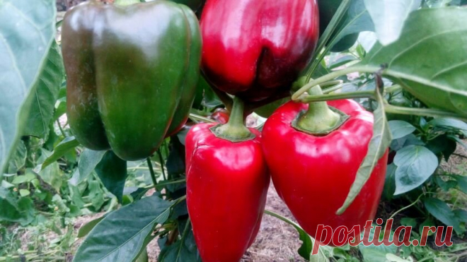 Семена беру только из перцев-девочек. Как отличить перцы-девочки от перцев-мальчиков | Маленький сад на краю Вселенной | Яндекс Дзен