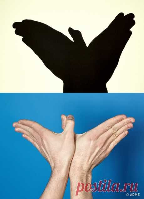 13 фигур из театра теней, от которых дети будут в восторге