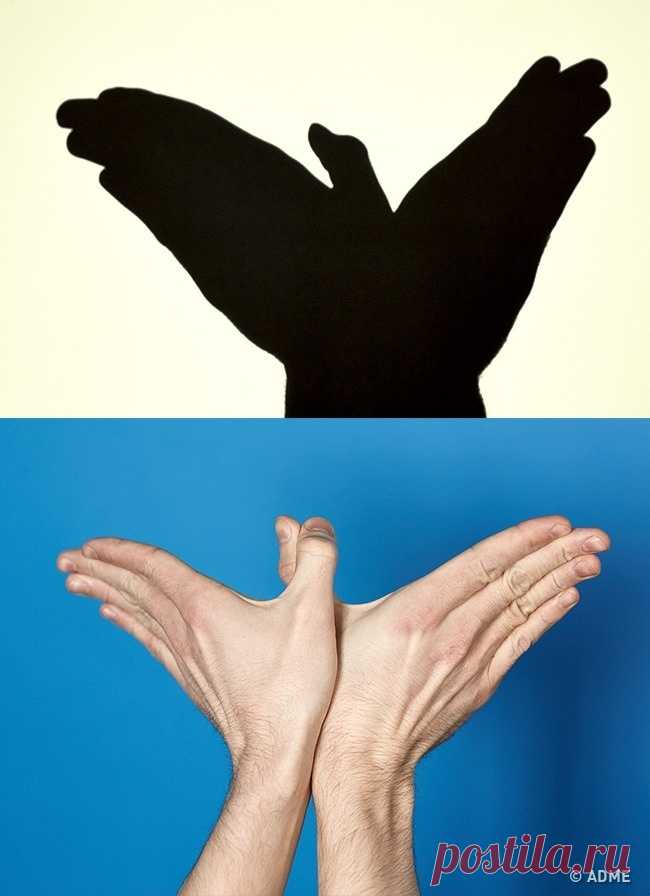 13 фигур из театра теней, от которых дети будут в восторге