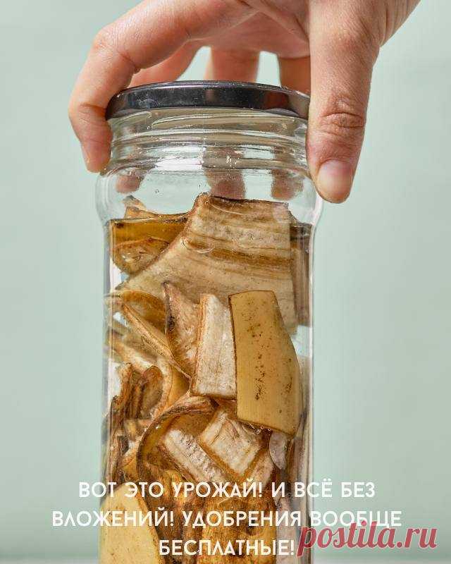 Вот это урожай! И всё без вложений! Удобрения вообще бесплатные! — Домашний уют
