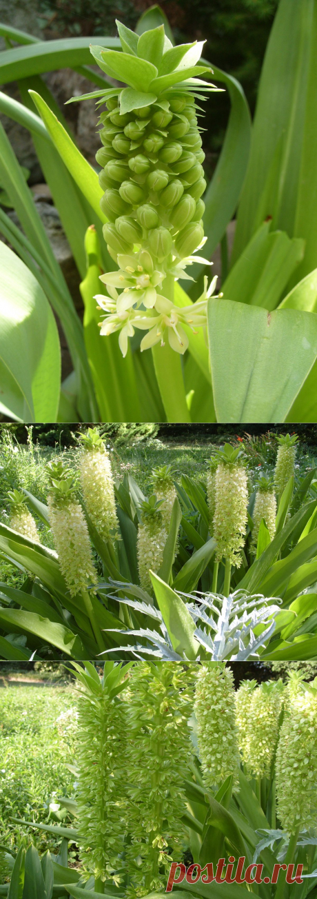 Экзотическая красота эвкомиса. Каждое лето я жду цветения эвкомиса (эукомиса), чтобы налюбоваться его необычной красотой. Рассматривая это чудо природы, не устаешь удивляться бесконечности разнообразия растительного мира. Эвкомис хорош в миксбордерах, рокариях; его часто выращивают и в комнатных условиях.