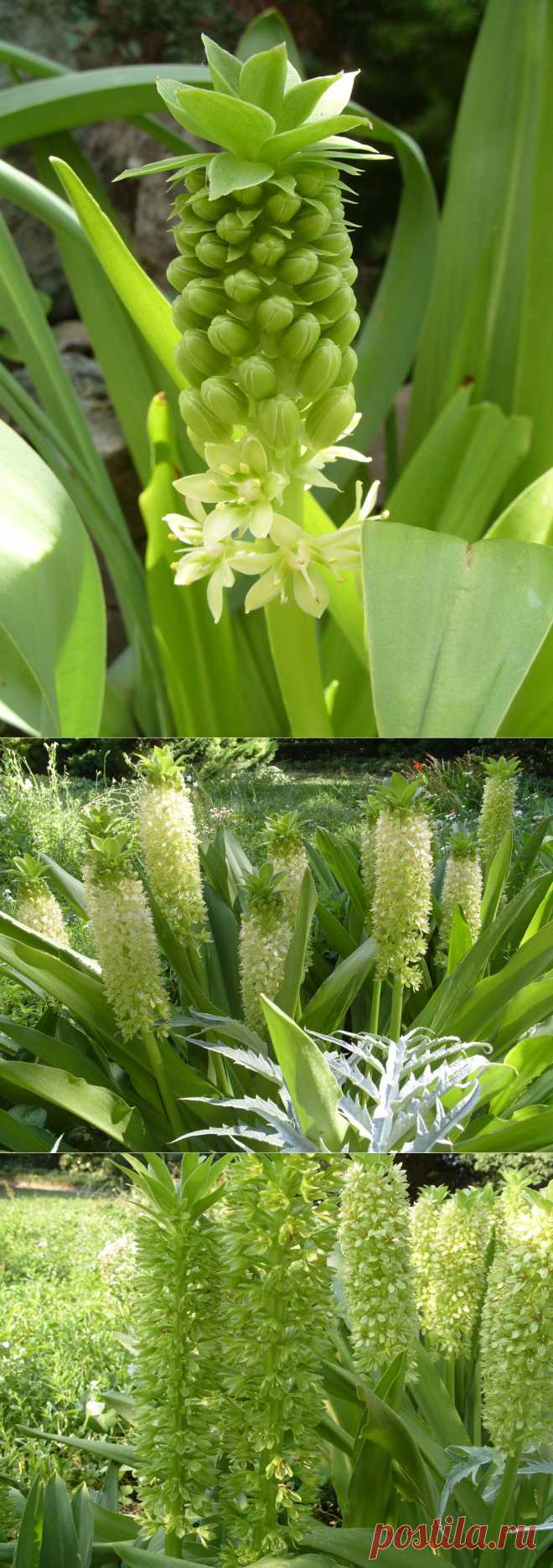 Экзотическая красота эвкомиса. Каждое лето я жду цветения эвкомиса (эукомиса), чтобы налюбоваться его необычной красотой. Рассматривая это чудо природы, не устаешь удивляться бесконечности разнообразия растительного мира. Эвкомис хорош в миксбордерах, рокариях; его часто выращивают и в комнатных условиях.