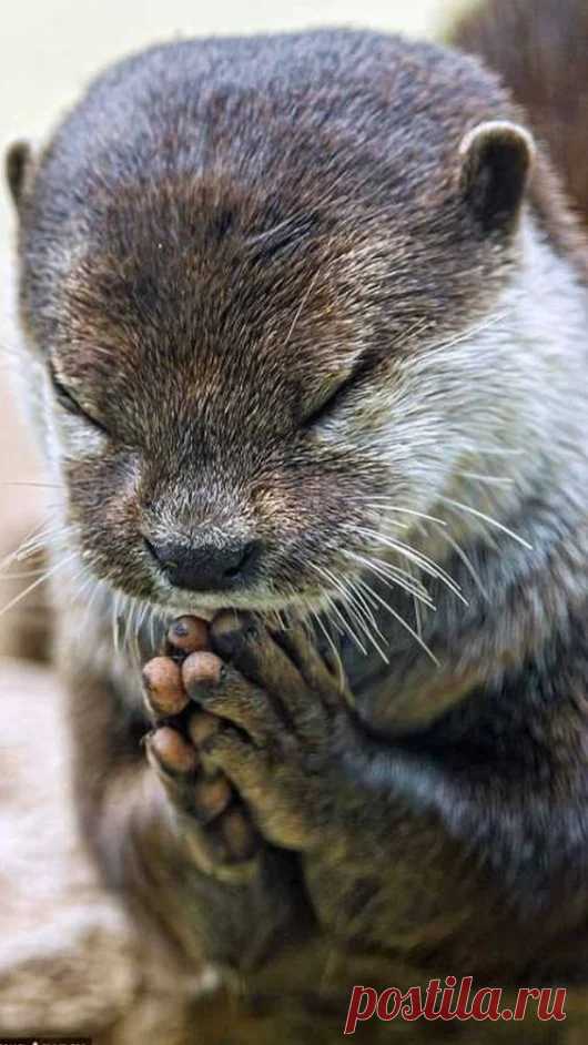 Animal life – Google+
