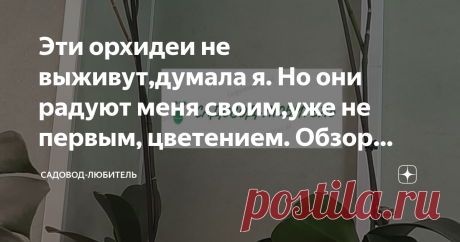 Эти орхидеи не выживут,думала я. Но они радуют меня своим,уже не первым, цветением. Обзор спасенных орхидей! Это будет обзор орхидей у меня на работе,которые мы спасли от гибели.
Итак,сегодня речь пойдет о наших любимых орхидеях.
Совсем недовно я писала в статье,как мы на работе с девчонками спасли орхидеи от гибели.
И еще одна статья,где я рассказывала,как спомощью "чудо пасты"мы прививали наши орхидеи для цветения.