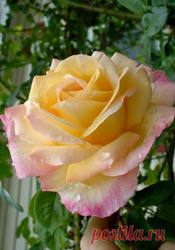 Climbing Rose 'Peace'  |  Pinterest: инструмент для поиска и хранения интересных идей