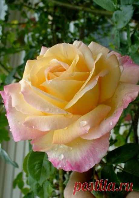 Climbing Rose 'Peace'  |  Pinterest: инструмент для поиска и хранения интересных идей