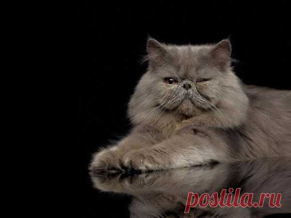 Персидская кошка.