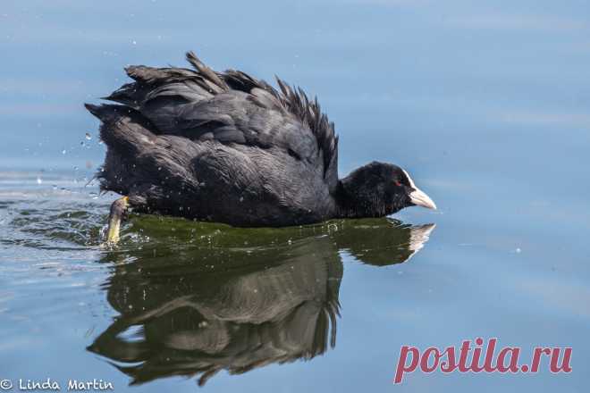 Coot on a mission! Coot (Fulica atra)