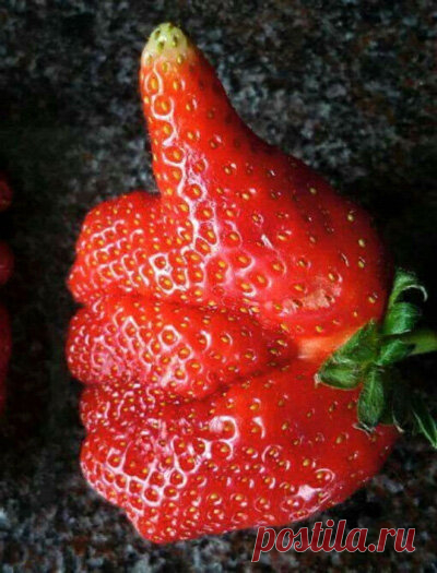 Вот так Чудо-Клубника | Диссертация женских дел | Яндекс Дзен